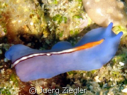 Blue Flatworm, tiny and hard to see - but i think they ar... by Juerg Ziegler 